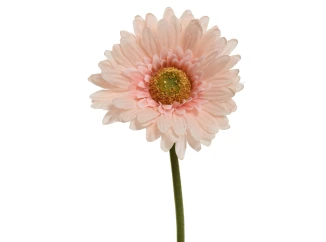 Umelá kvetina Gerbera 50 cm, broskyňová